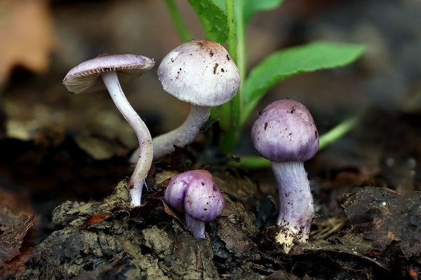 IMG_6262 Папа, мама и мы с сестренкой - Фиолетовая семейка