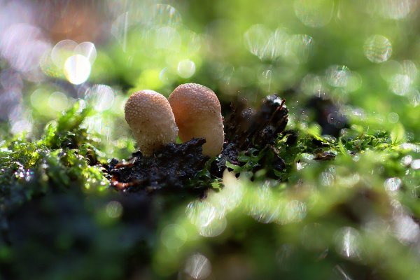 Plants and mushrooms