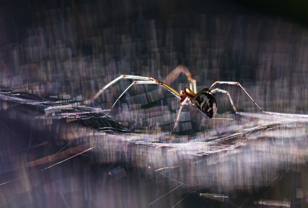 Animal