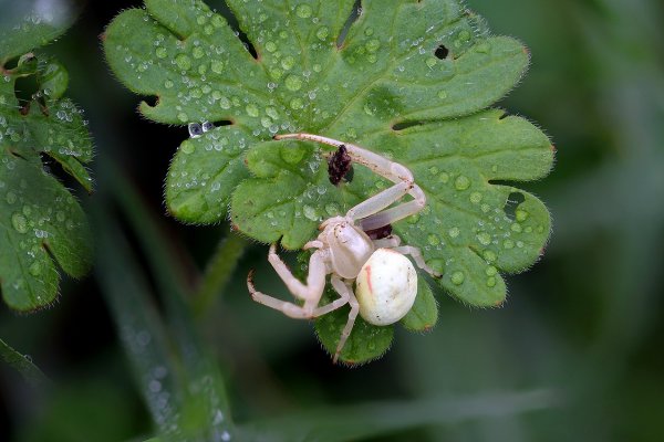 IMG_7525 Паук бокоход