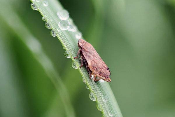 IMG_7565 Цикадка осенняя