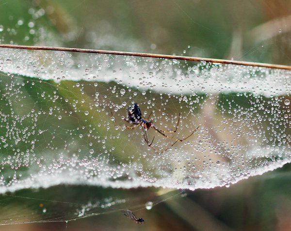 IMG_7616 Второй и последний паучек из вчерашней "Экспедиции"
