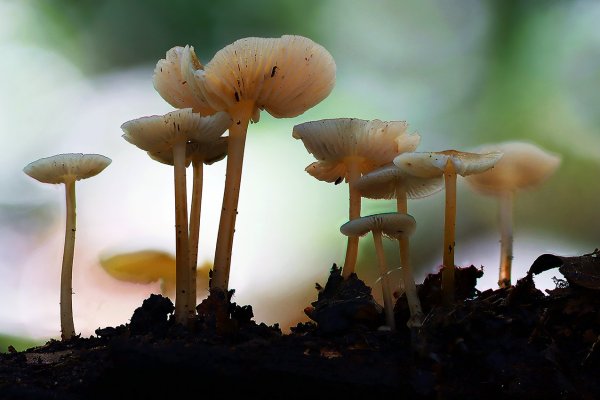IMG_7757 Мицена слизистая (Mycena epipterygia)
