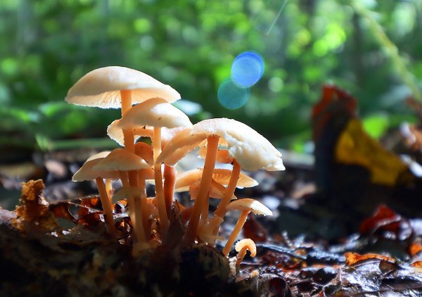 Plants and mushrooms