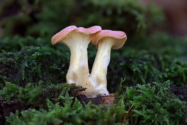 Plants and mushrooms