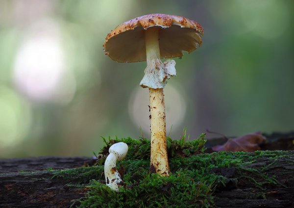 Plants and mushrooms