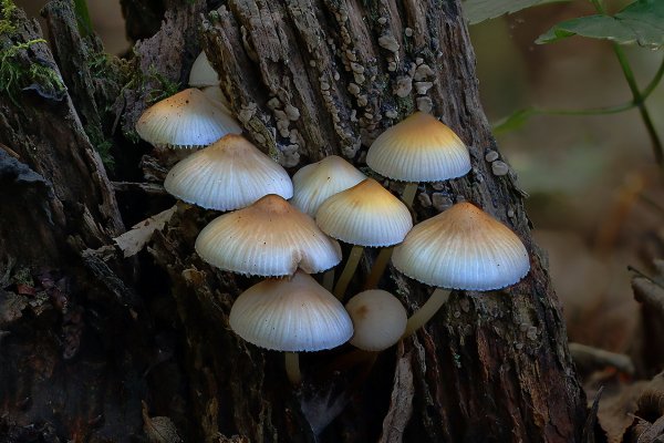 Plants and mushrooms