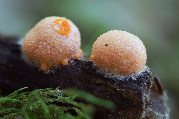 IMG_9191 ликогала древесинная lycogala epidendrum