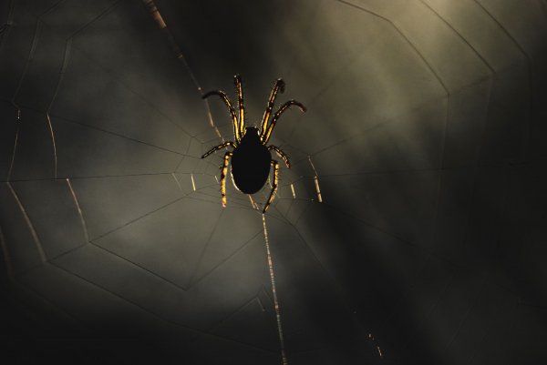 Янтарный паучок