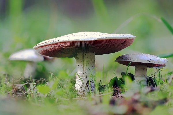 Plants and mushrooms