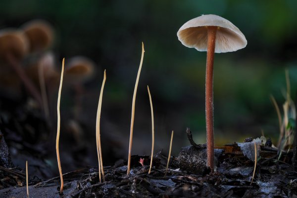 Macrotyphula-filiformis. Макротифула-нитевидная.