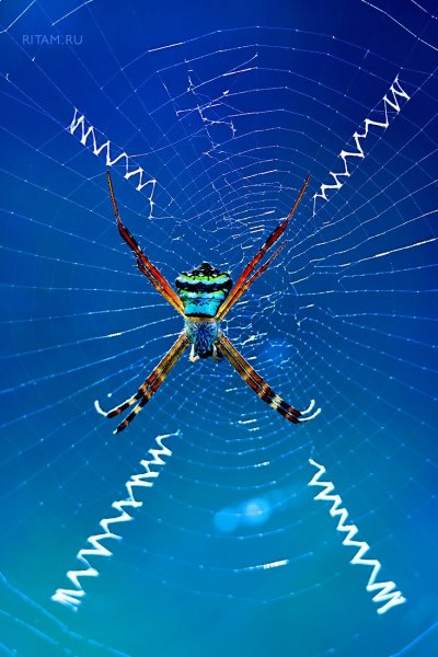 Воздушный пират геометр