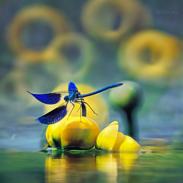 В царстве золотых цветов / In the realm of golden flowers