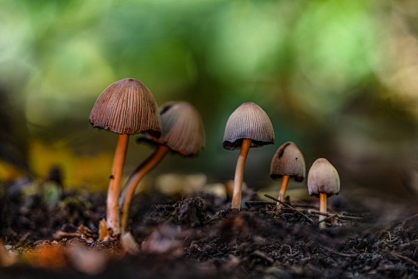 Plants and mushrooms