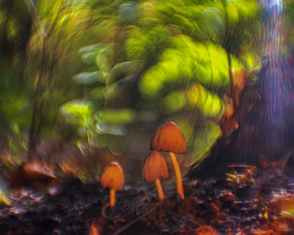 Plants and mushrooms