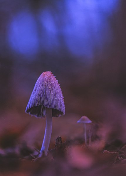 Под присмотром