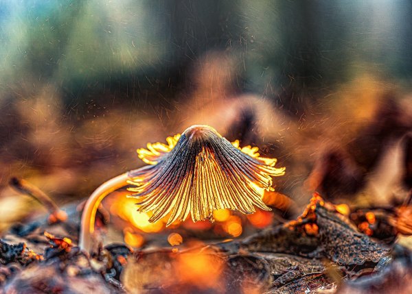 Всё дело в шляпе