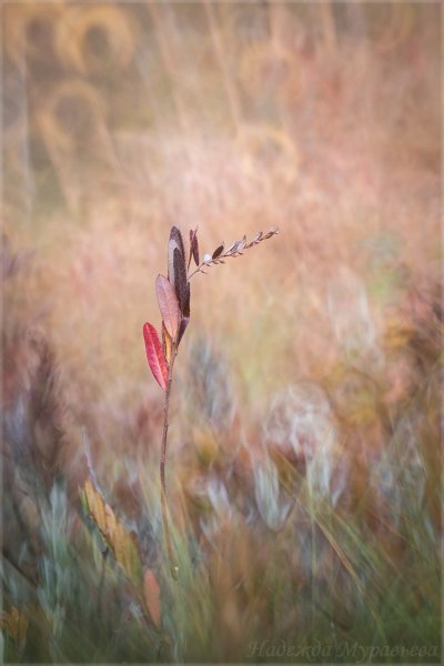 Краски болот