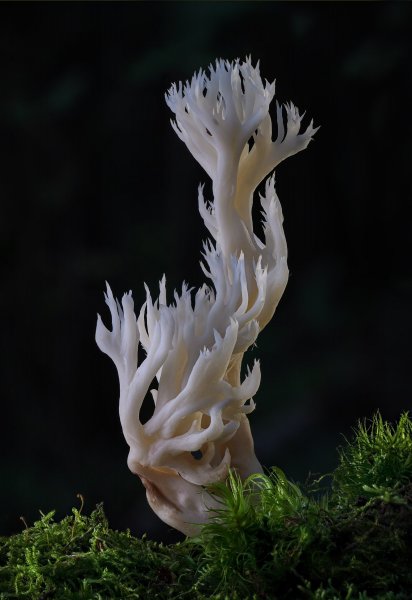 Клавулина-коралловидная.