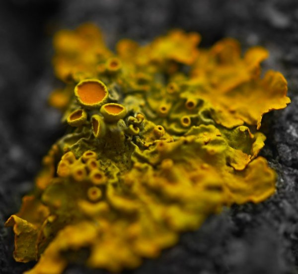 Поклонники Солнца