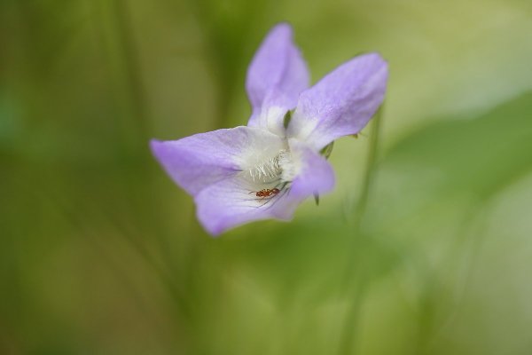 муравей в фиалке.jpg