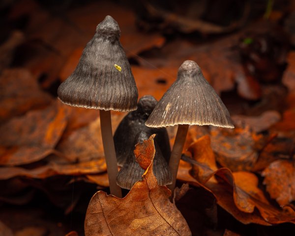 В осеннем царстве грибов.