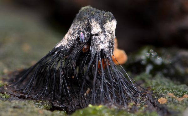 Второе нашествие марсиан