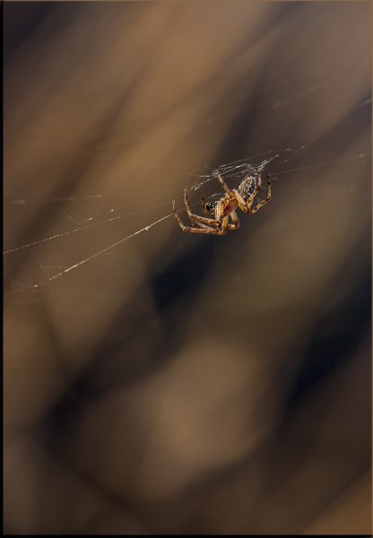 Свобода в пределах цепей