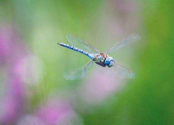 Воздушный дозор