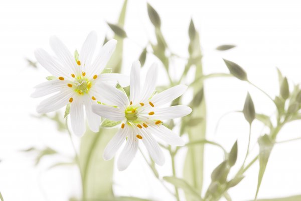 Через тернии к звездам