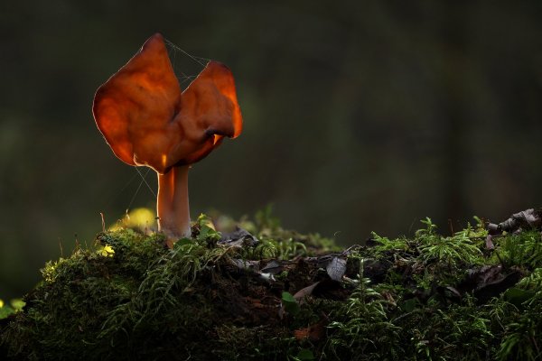 Строчек осенний.