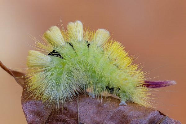 Краснохвостка