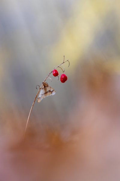 Последние бабочки