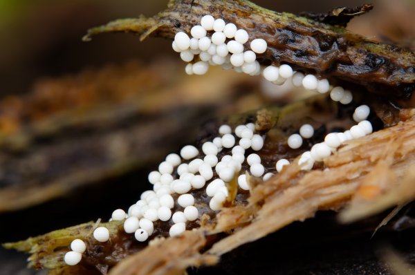 Крокодилья пасть