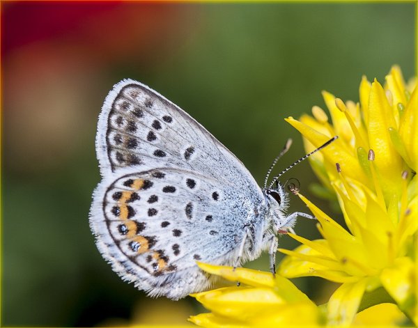 Радость жизни