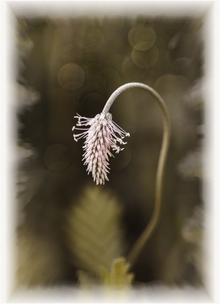 Преклонение