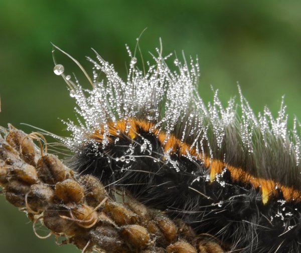 С утра не причесался