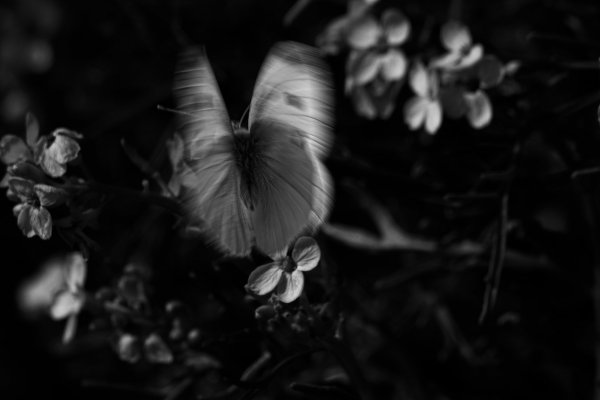 Порхая над цветами