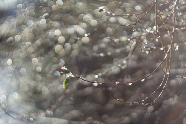 Первый снег, первый лёд