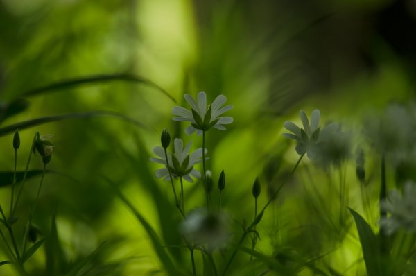 Звездчатка