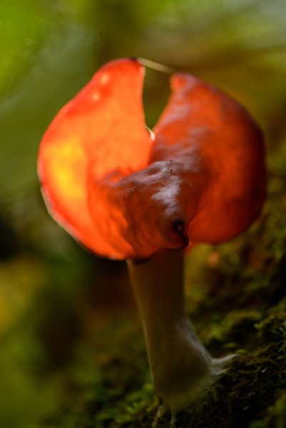 Носатый зверь