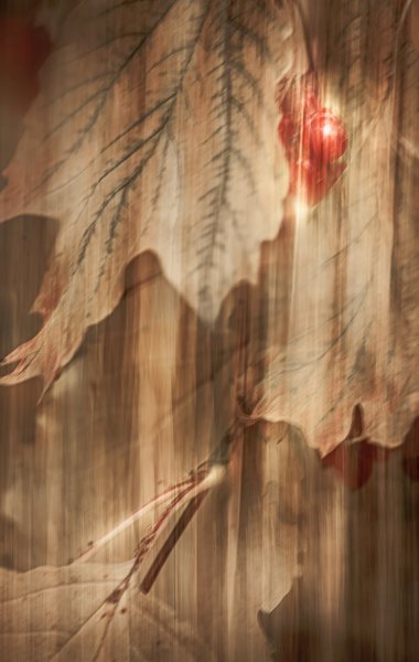 Горькая ягода калина