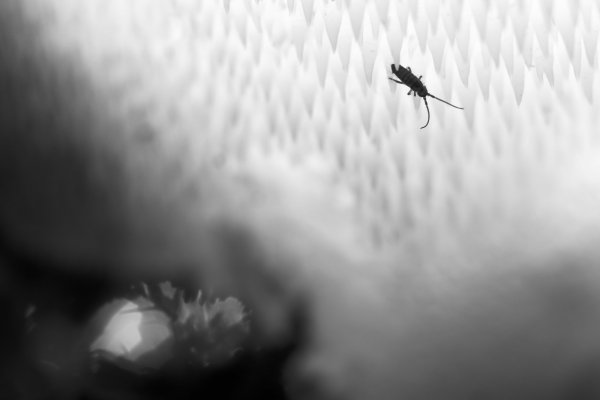 Не съем, так понадкусываю