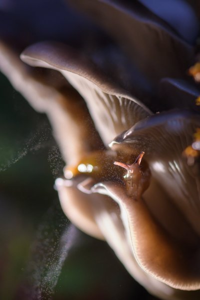 Под споровым дождём