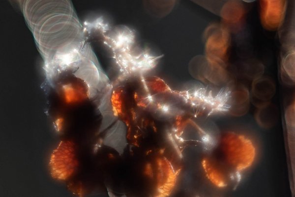 Луговой янтарь.