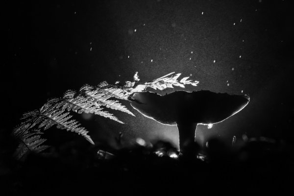 Ночной дождь, чб