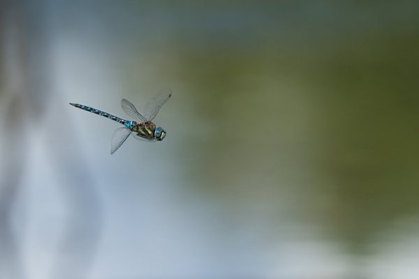 Голубой вертолёт