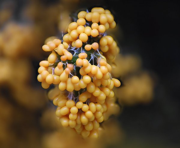 IMG_0007 А Вам когда-нибудь приходилось пробовать ярко-желтый виноград?