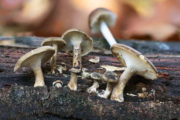 IMG_0101 Фото из старого семейного альбома