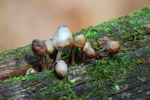 IMG_0171 Престарелые артисты Грибного Кукольного театра вышли на поклон